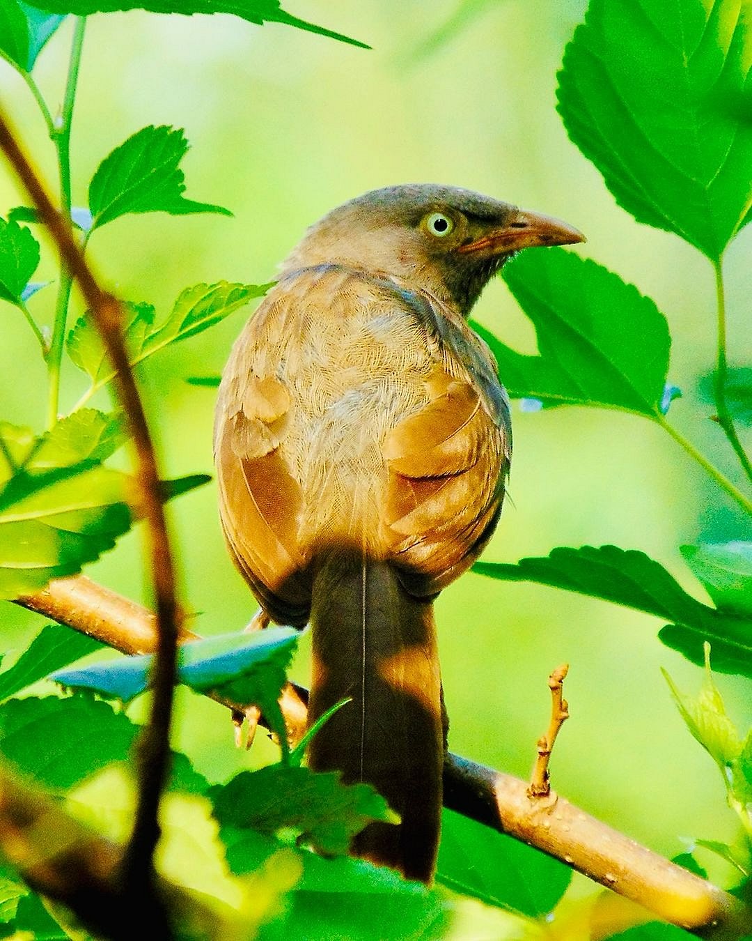 Jungle babbler